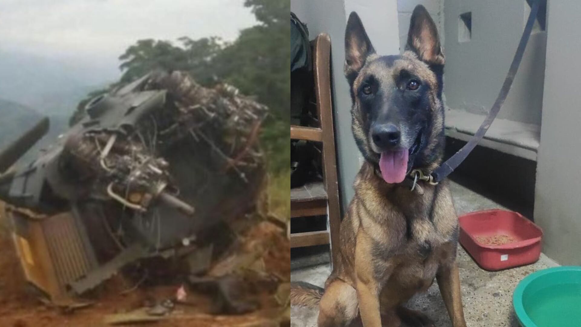 Apareció Talmo: el perro que se perdió en el ataque en Amalfi, en donde murieron 13 policías tras el derribo de un helicóptero