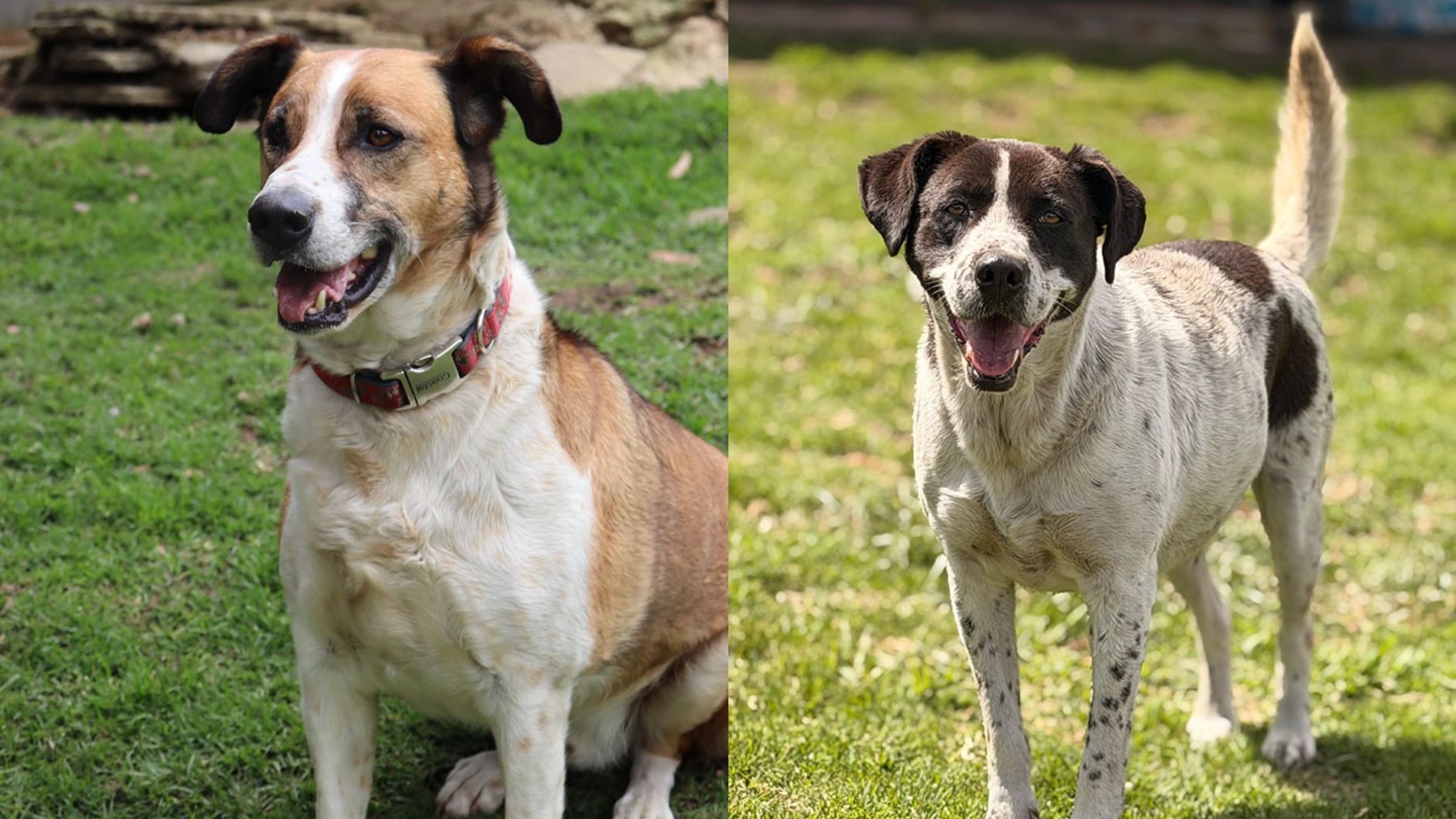 Perros en adopción