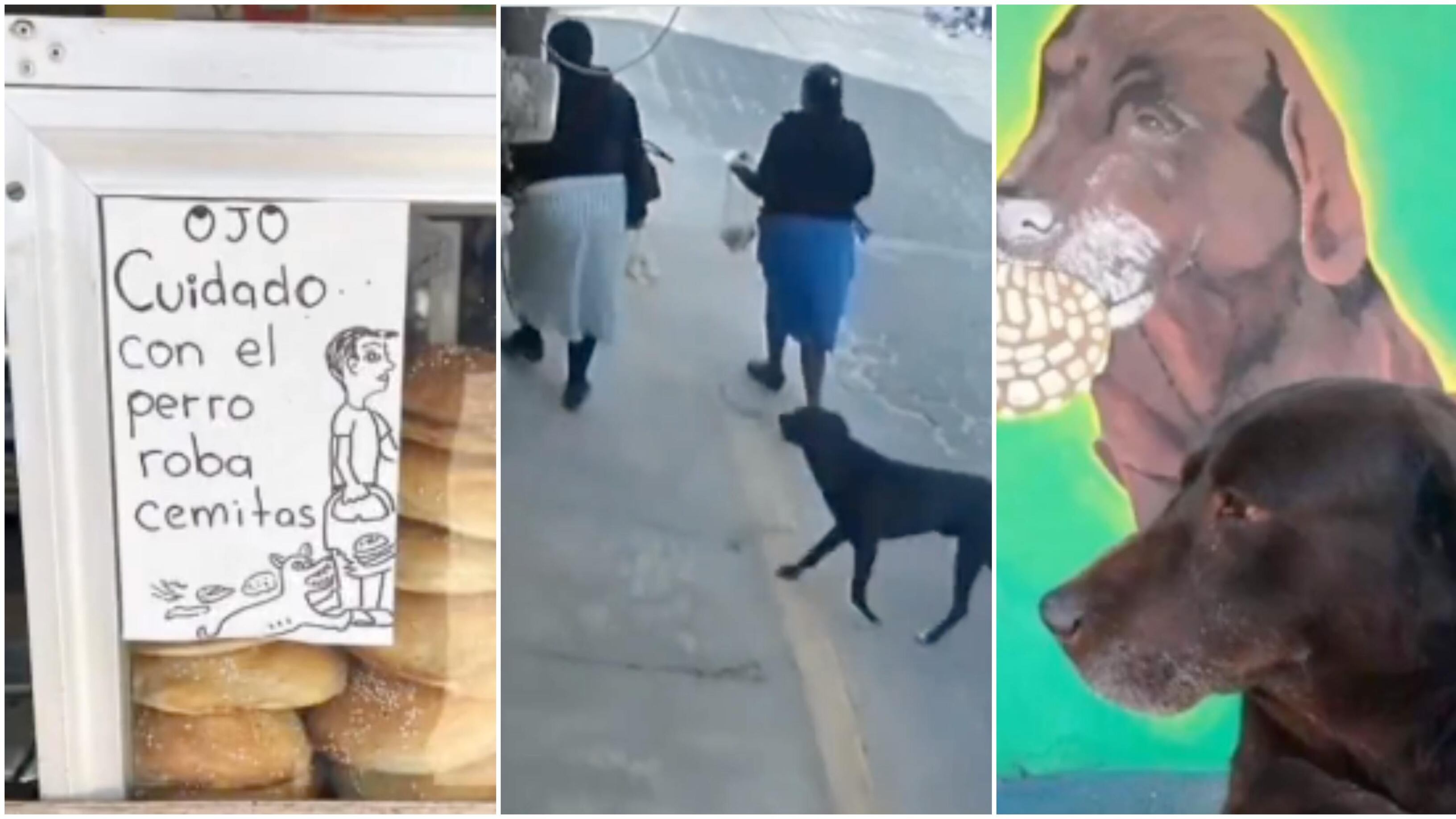 Un perro ladrón robaba las bolsas de panes de sus vecinos, en México.