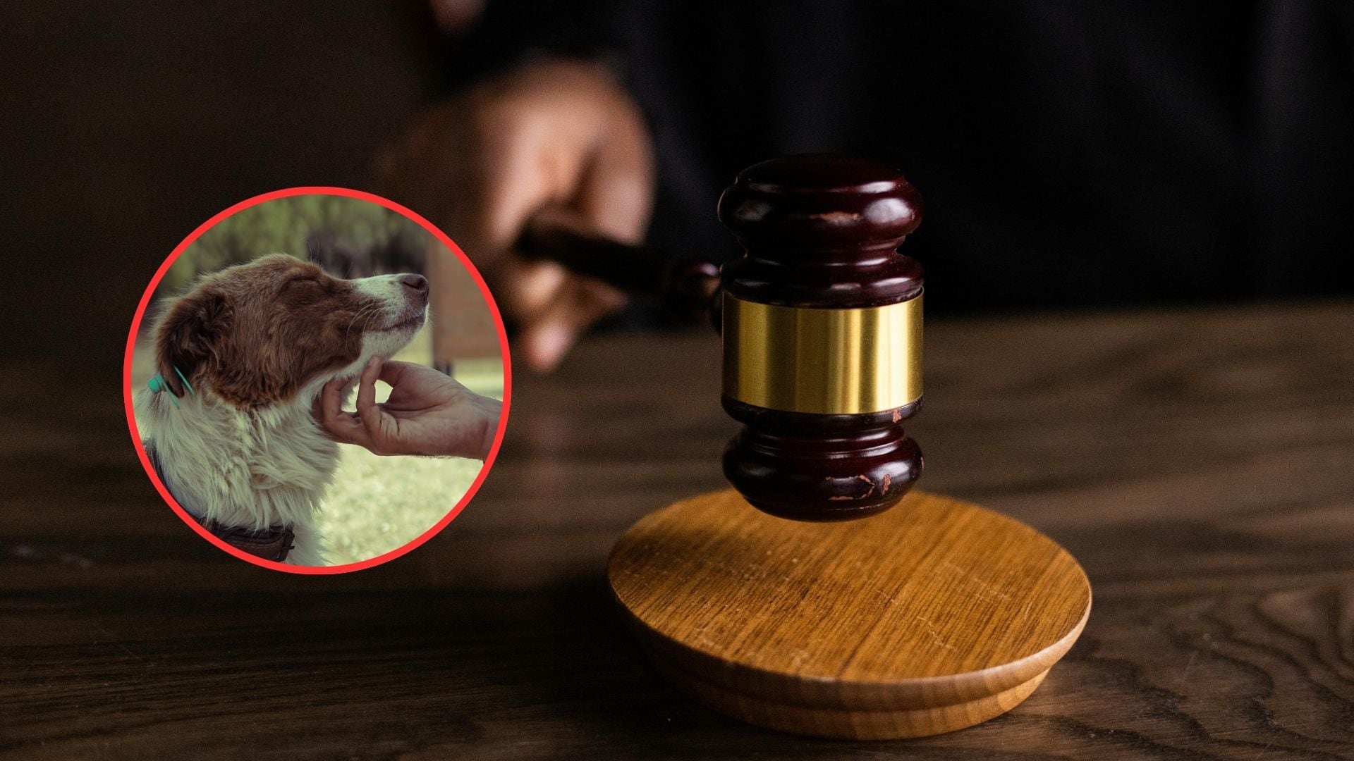 Cárcel para violadores de animales: Cámara aprobó histórica ley
