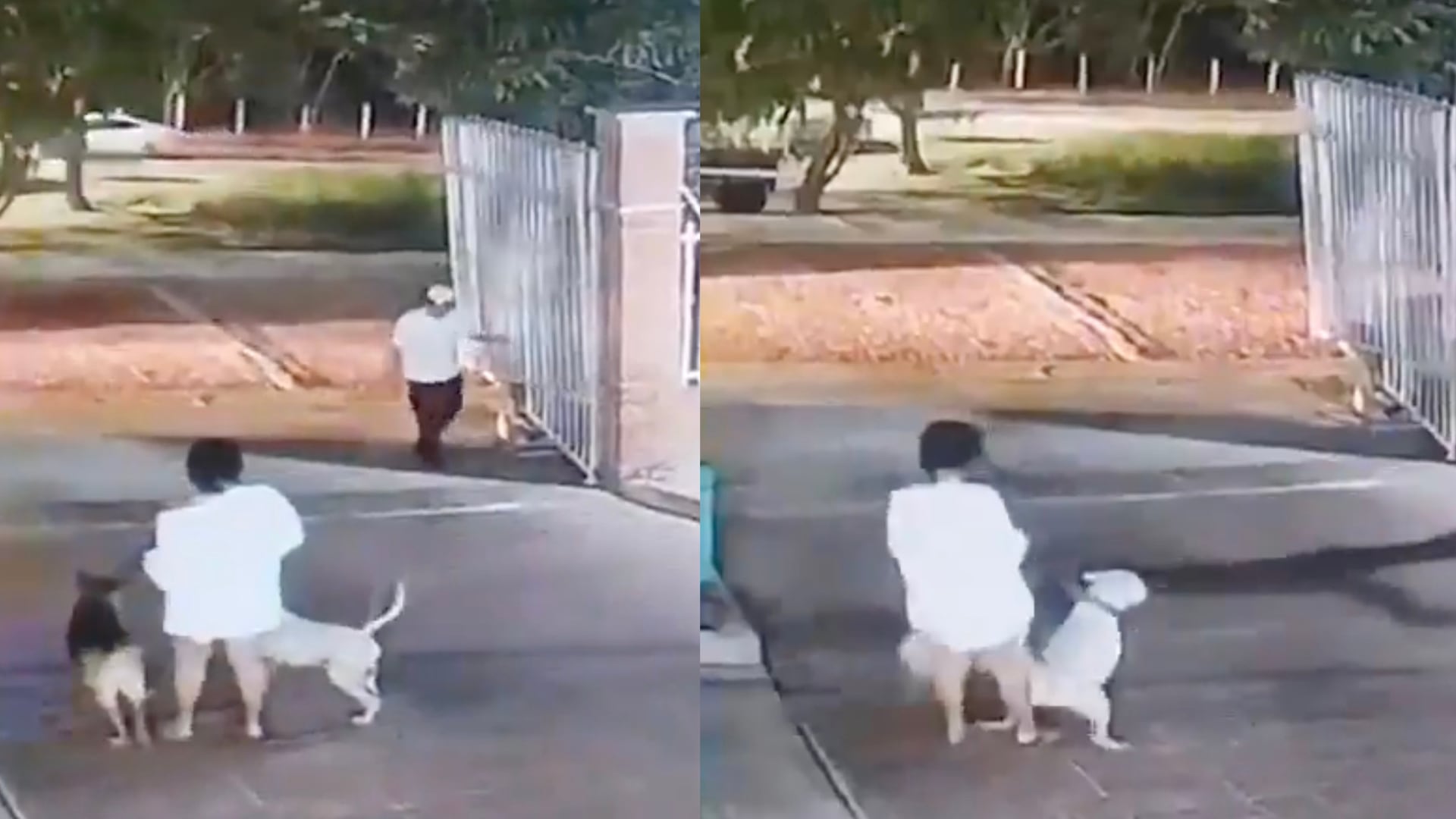 Video capta el repentino ataque de un pitbull a un perro Yorkie