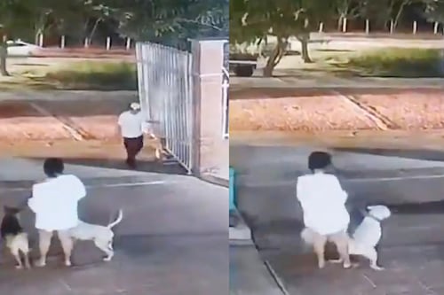 Indignación en Barranquilla: Video capta el repentino ataque de un pitbull a un perro Yorkie