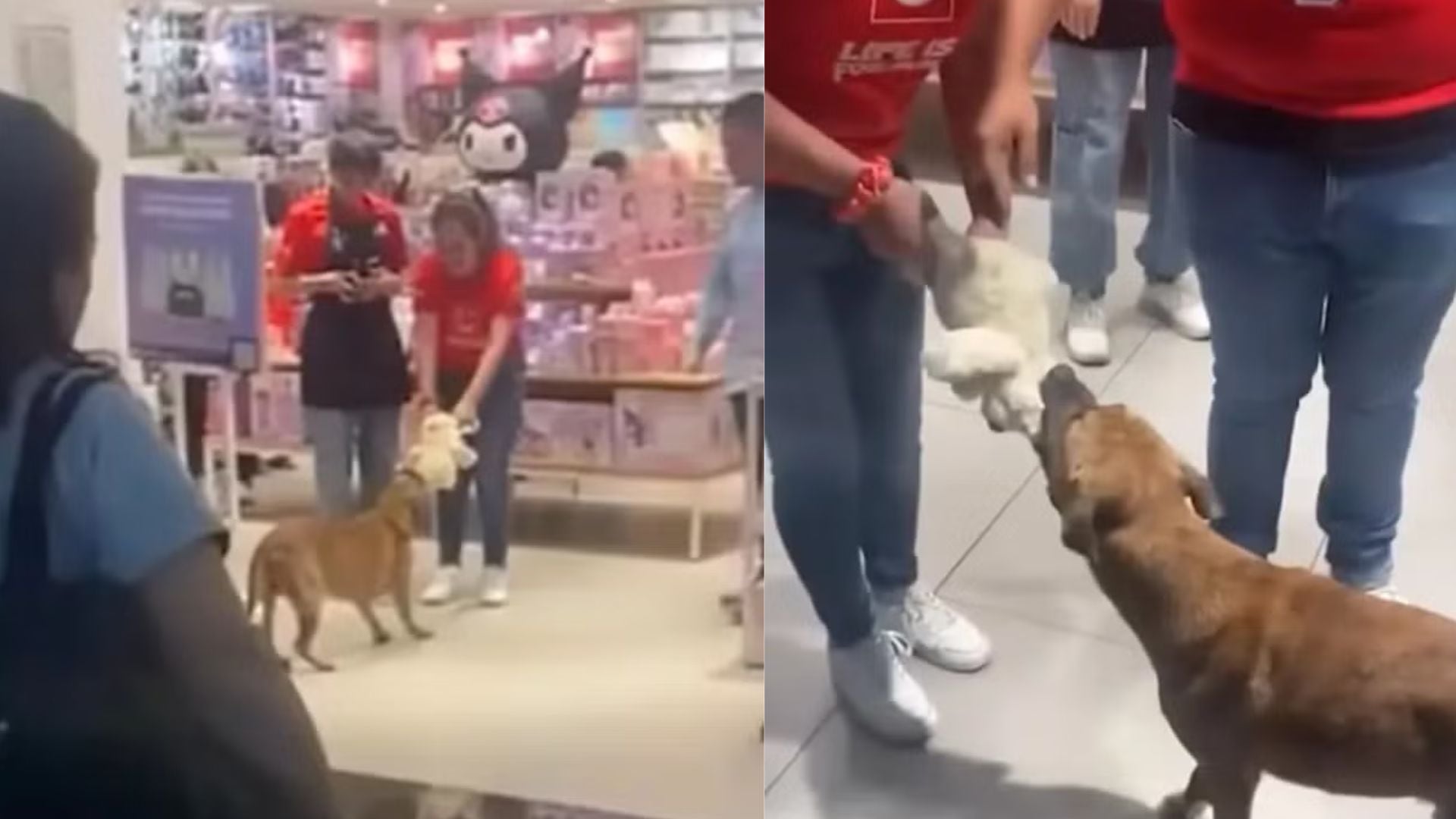 Perrito robando un peluche de Miniso