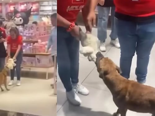 Un gesto que derritió corazones: perrito callejero “compró” un peluche de Navidad y se volvió viral