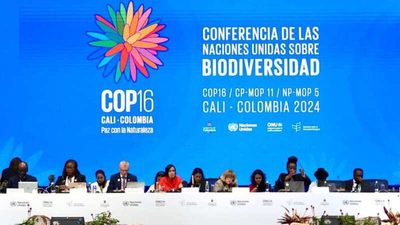 Así avanzan las negociaciones en la recta final de la COP16.