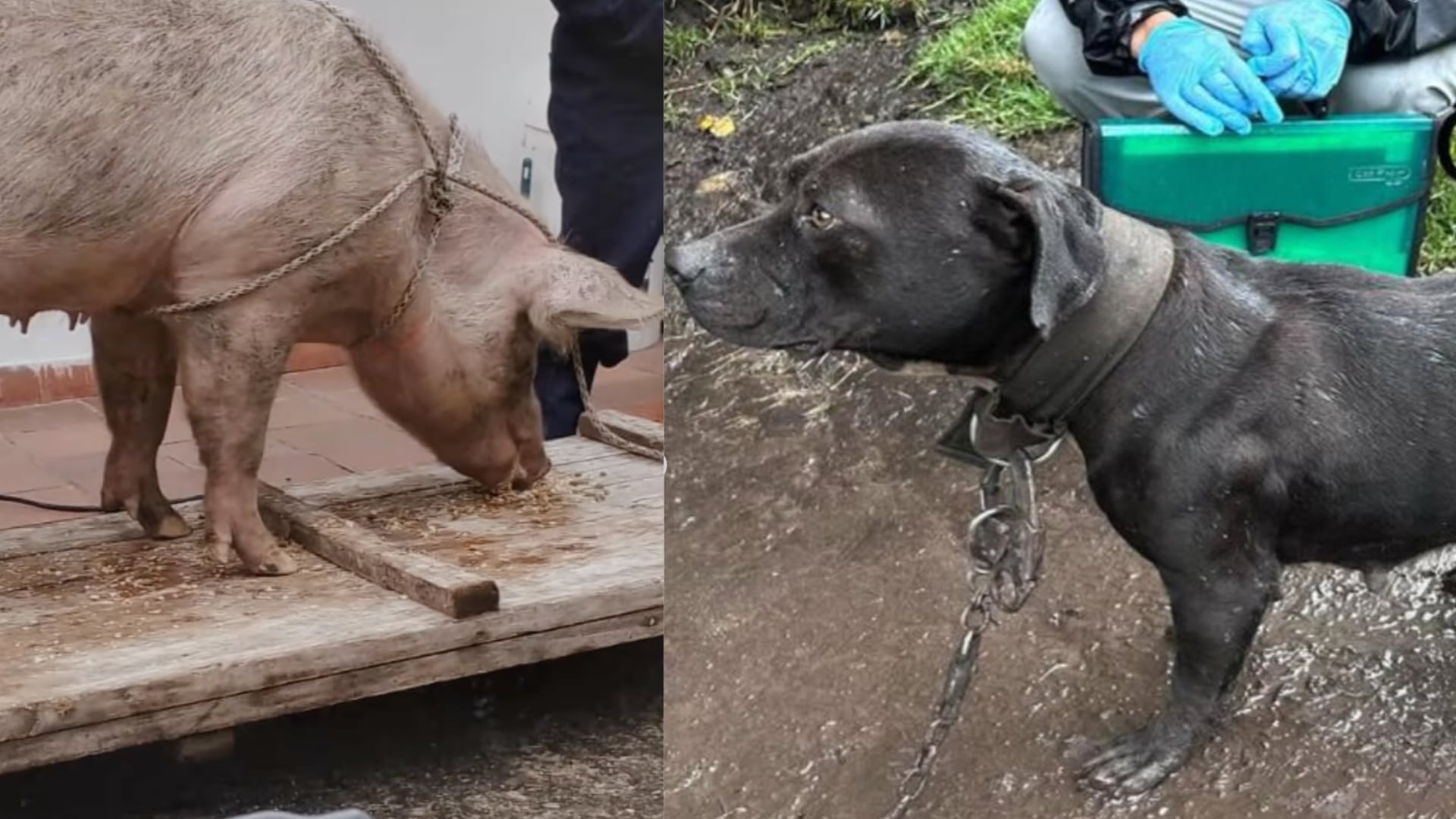 Bogotá: Rescatan a 11 perros y un cerdo maltratados en Ciudad Bolívar