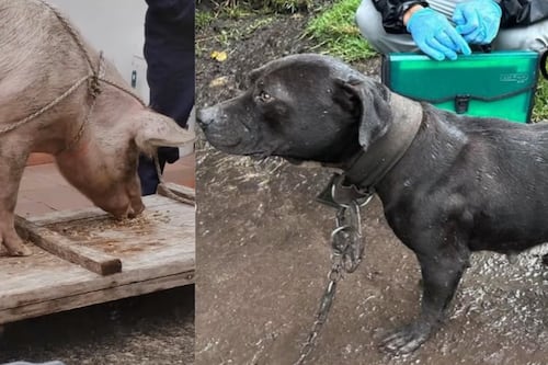 Rescatan a 11 perros y un cerdo que vivían un infierno en presunto criadero ilegal Ciudad Bolívar