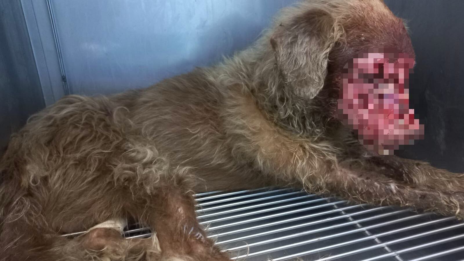 Maltrato animal Barranquilla