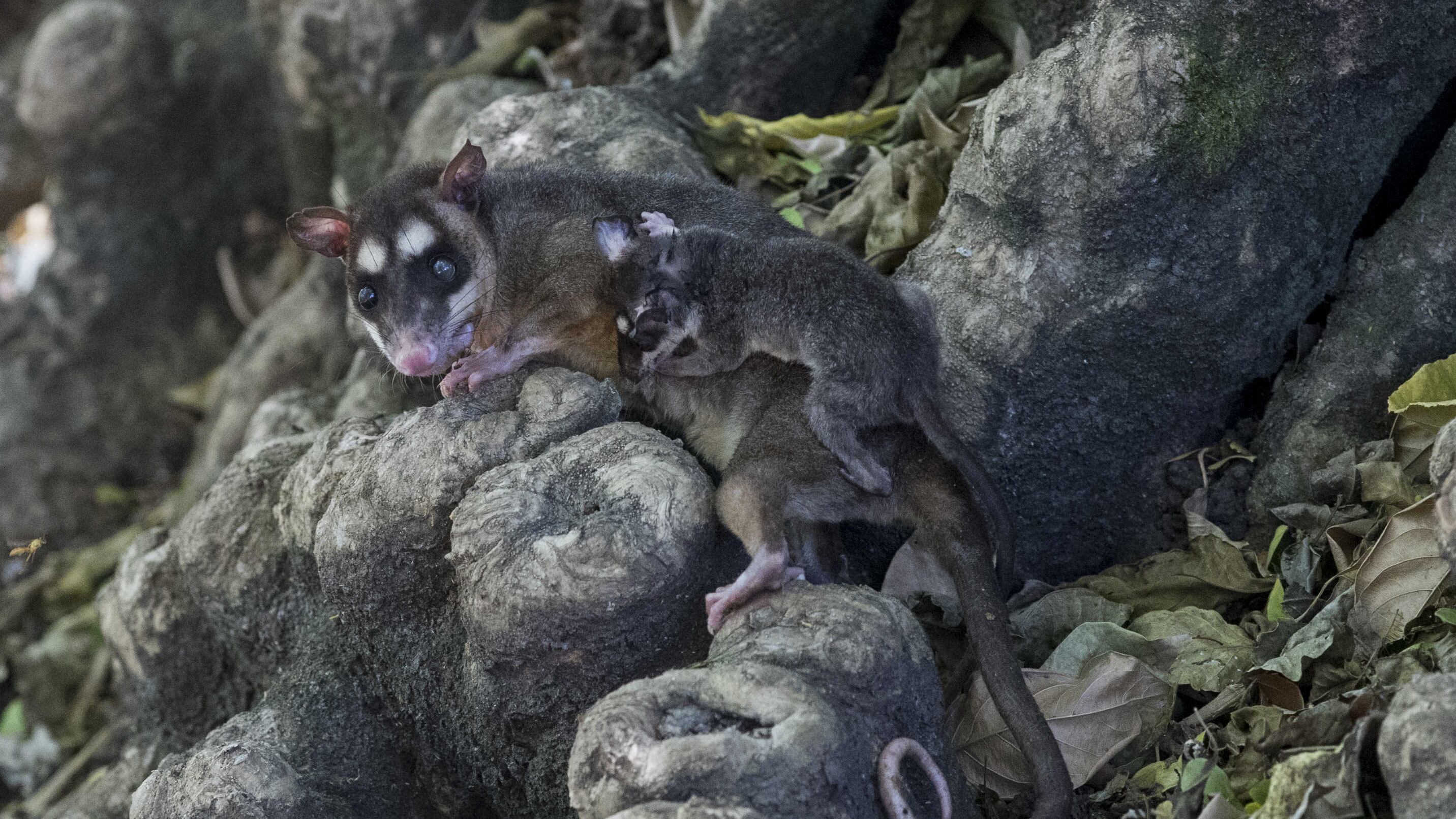 Una zarigüeya y su cría.