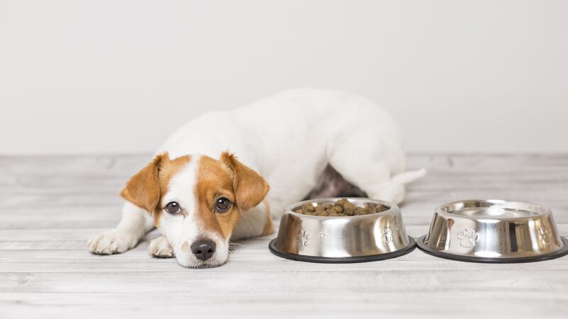 Alimentación mascotas