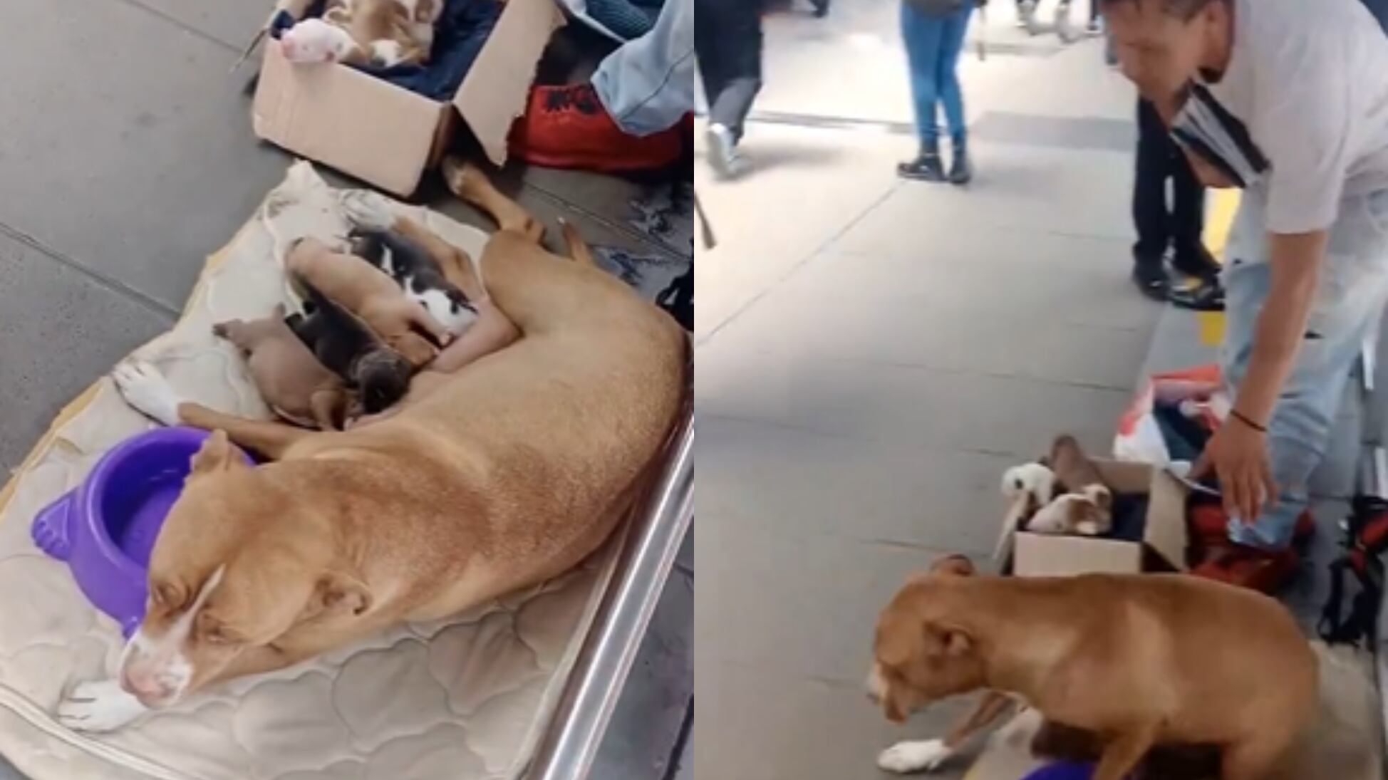 Venden perros recién nacidos en estación de TransMilenio
