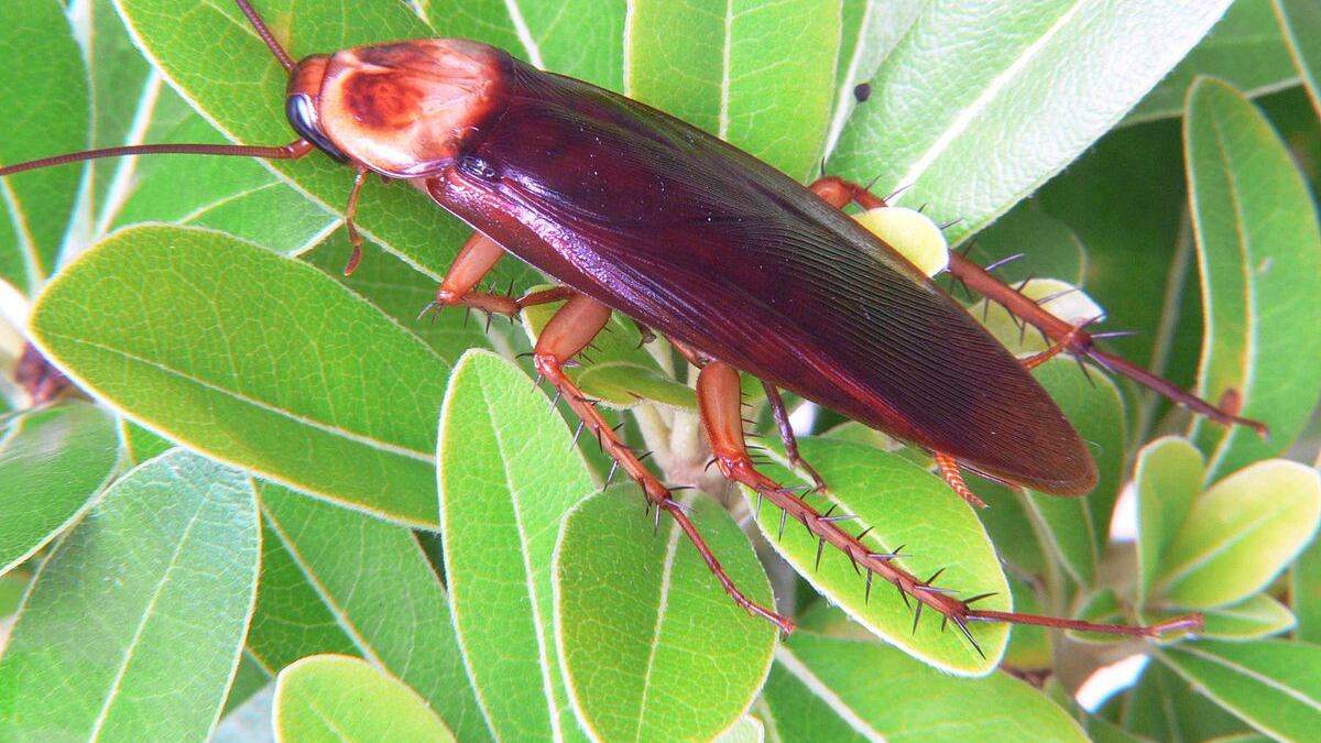 La cucaracha de su ex | Foto: Referencial