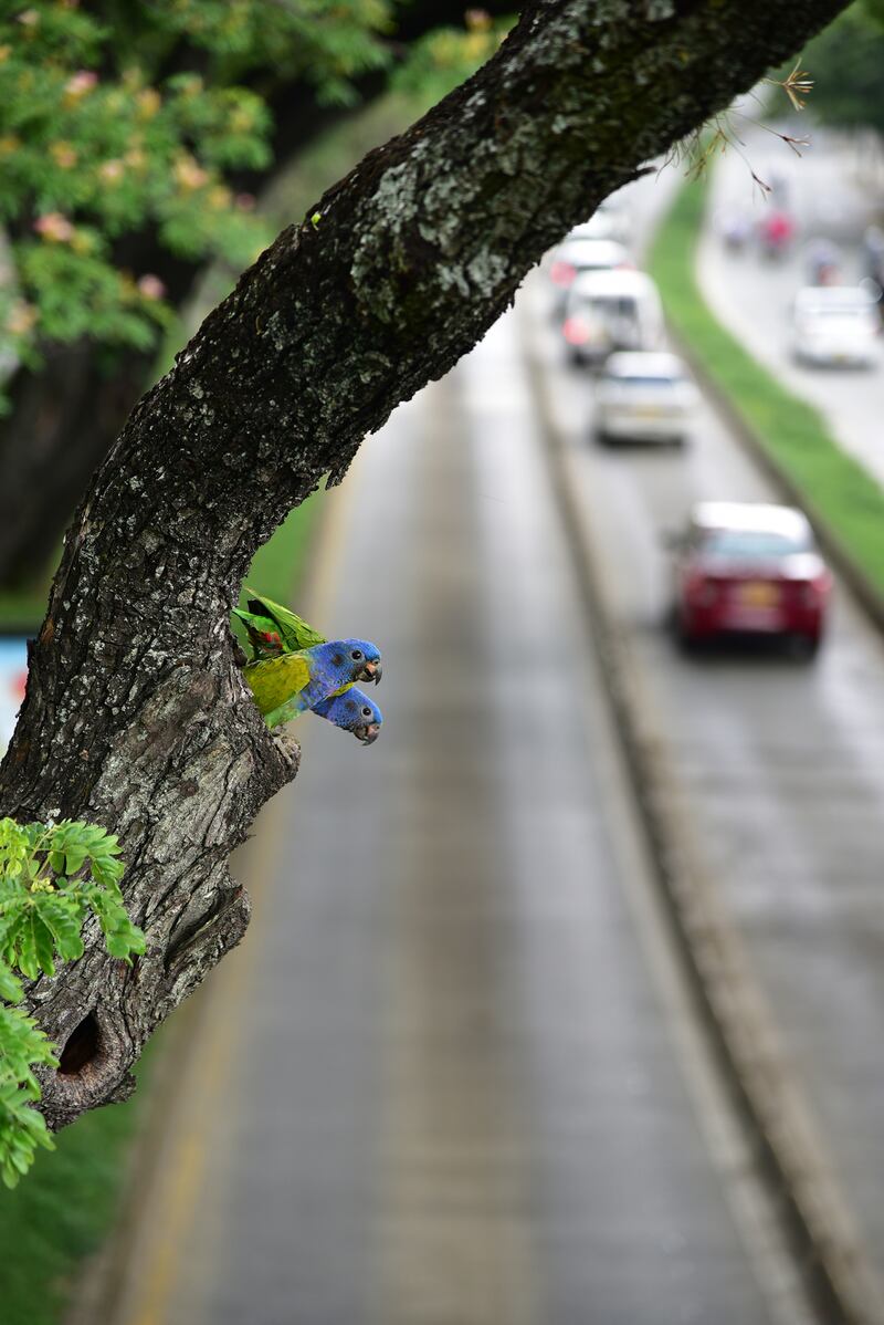 Foto Shamir Shah, aves en paisajes de Colombia (Cali, Valle del Cauca).