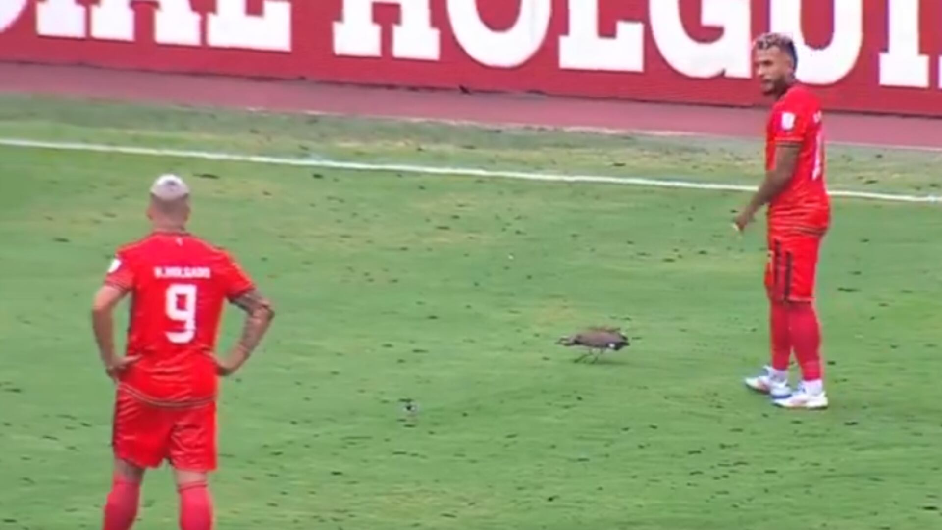 Un animalito impidió que el partido América de Cali vs Envigado empezara a tiempo