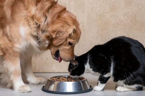 Del 48% al 67%: Colombia se convierte en un país pet lover
