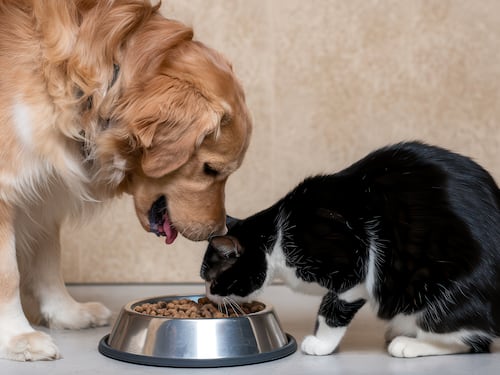 ¿Estás alimentando bien a tu gato? Claves para garantizarle una dieta equilibrada y saludable