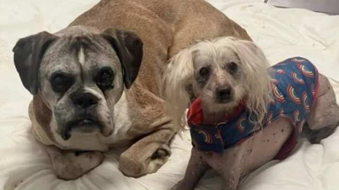 Dos perritos fueron encontrados al lado de su amo que llevaba varios días sin vida.