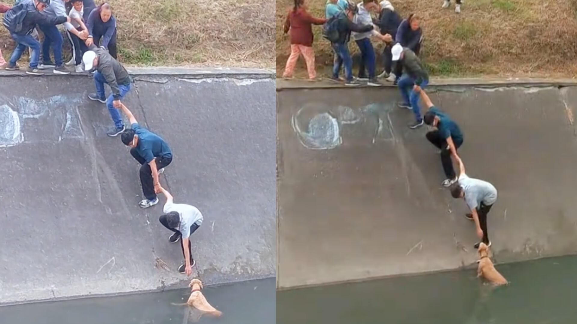 Perrita rescatada barrio Tintal