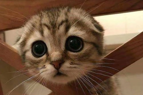 Usuarios de las redes sociales muestran los hermosos ojos de sus mascotas