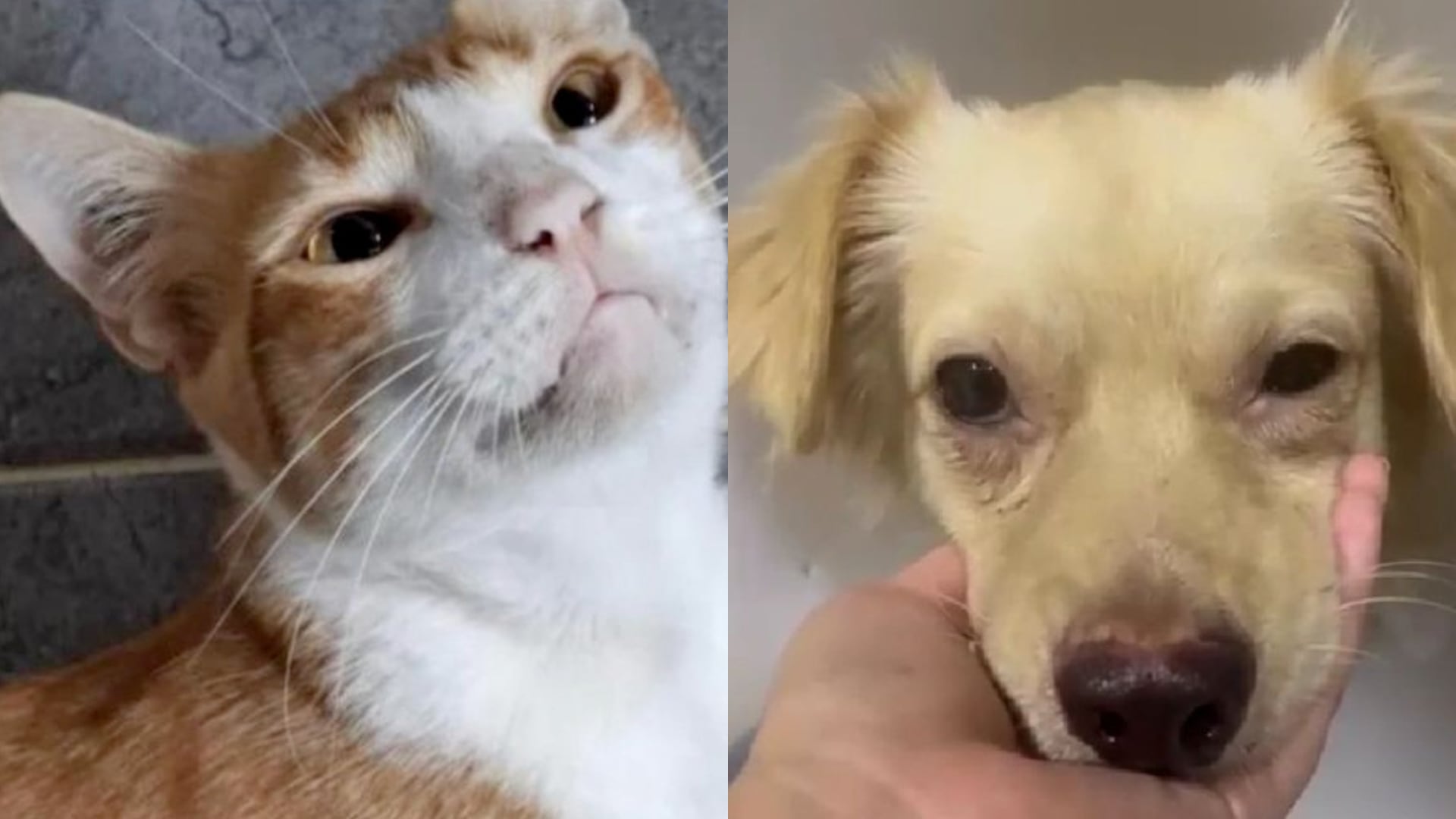 Fiscalía judicializa a tres hombres por graves casos de maltrato animal en Córdoba, Santander y Quindío