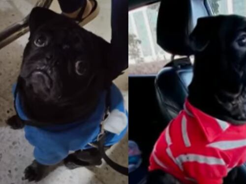 “Necesita sus medicamentos”: familia clama a ladrones le regresen a su perro que iba en la camioneta que hurtaron