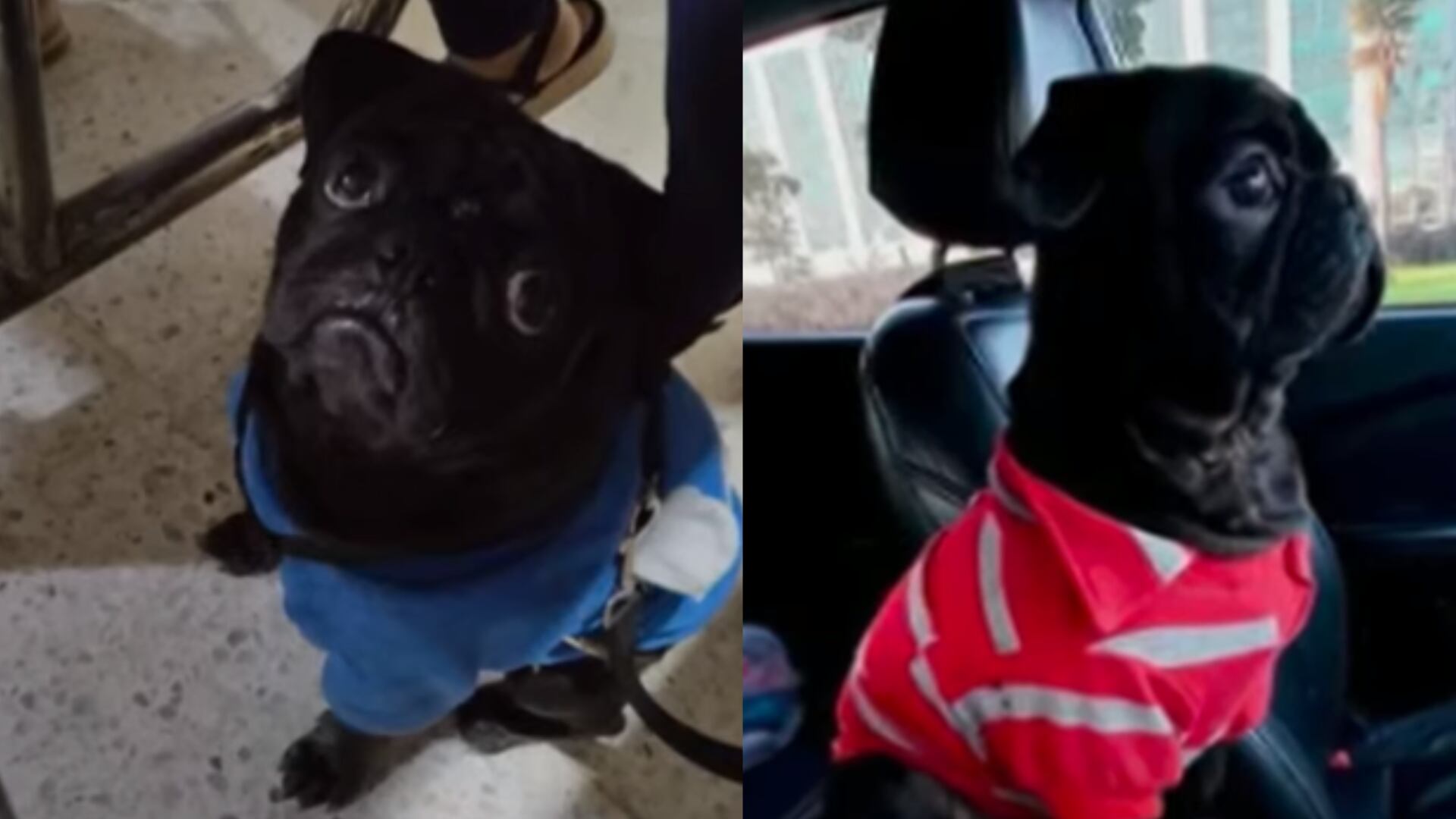 “Necesita sus medicamentos”: familia clama a ladrones le regresen a su perro, que iba en la camioneta que hurtaron