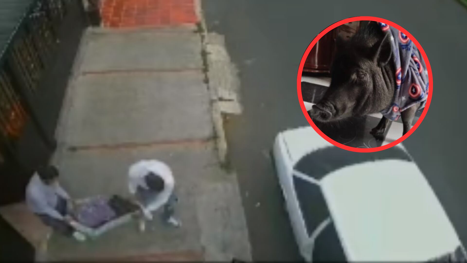 "Le gusta tomar el sol": él es Charlie, el minipig que fue robado en una casa al sur de Bogotá