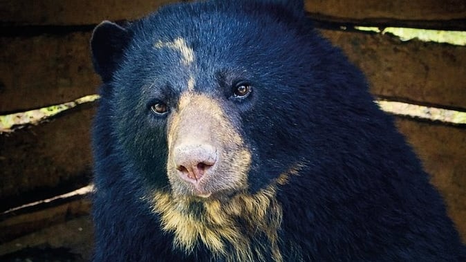 Foto de Tamá, el oso andino que murió en traslado: cuestionan a Parques Nacionales por fallas en su transporte.