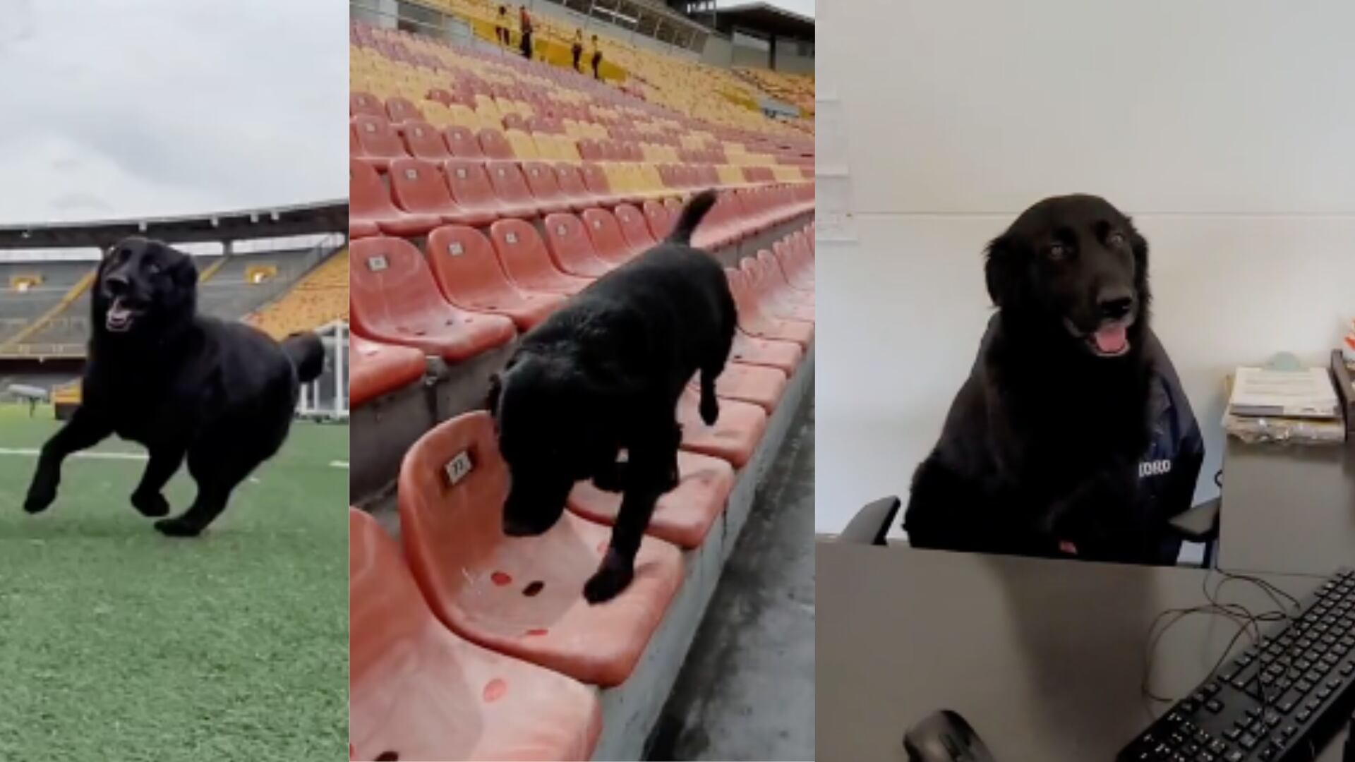 La historia detrás del perro que custodia el estadio El Campín en Bogotá.