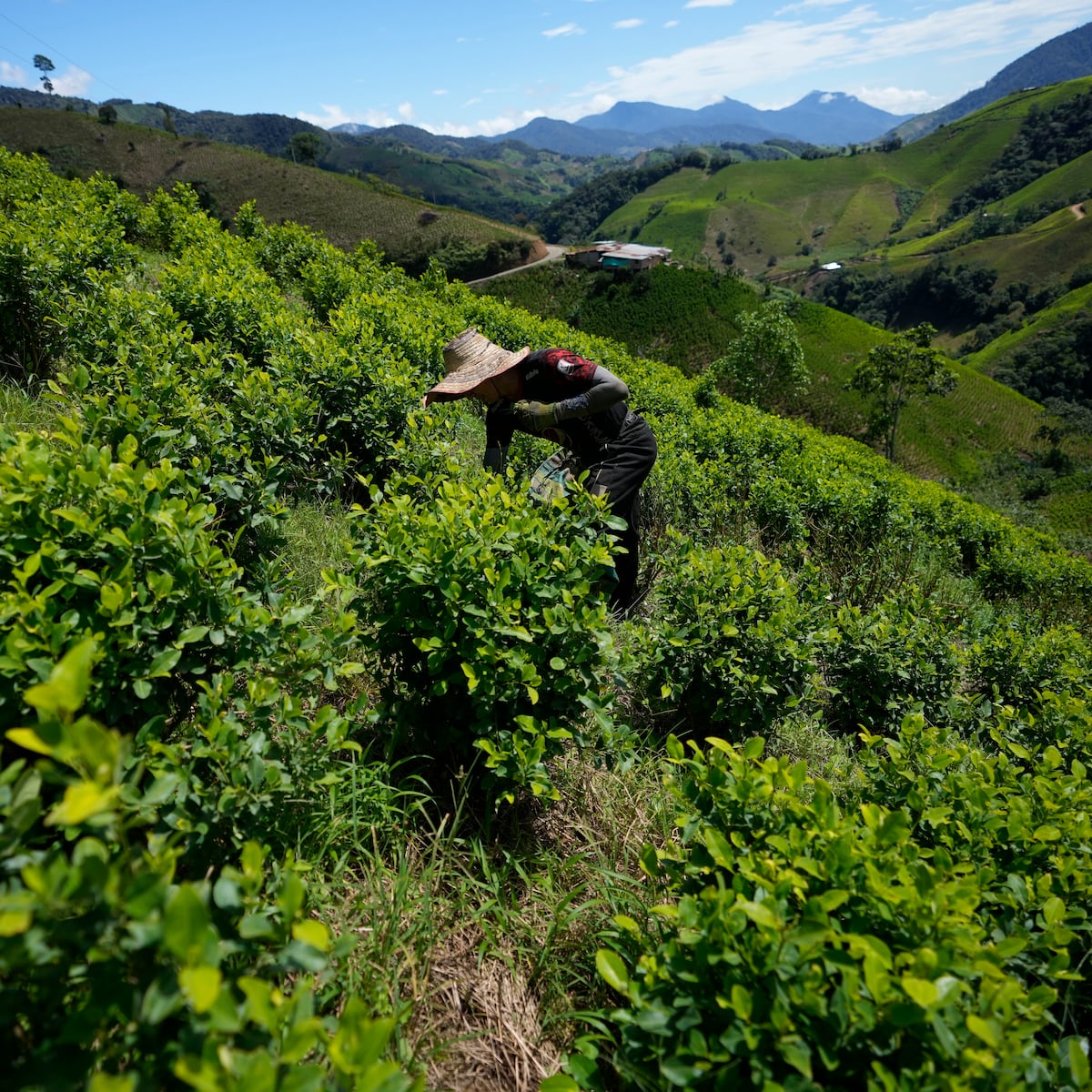 Colombia insiste ante ONU en excluir la hoja de coca de la lista de sustancias estupefacientes – Publimetro Colombia