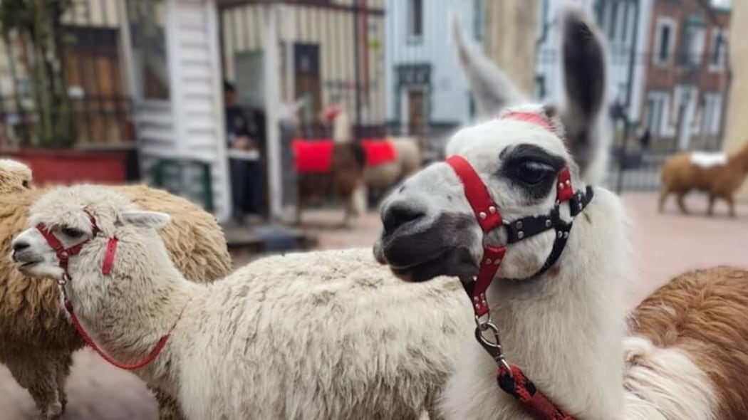 Alcaldía de Bogotá invita a no promover la explotación comercial de llamas y alpacas durante Semana Santa