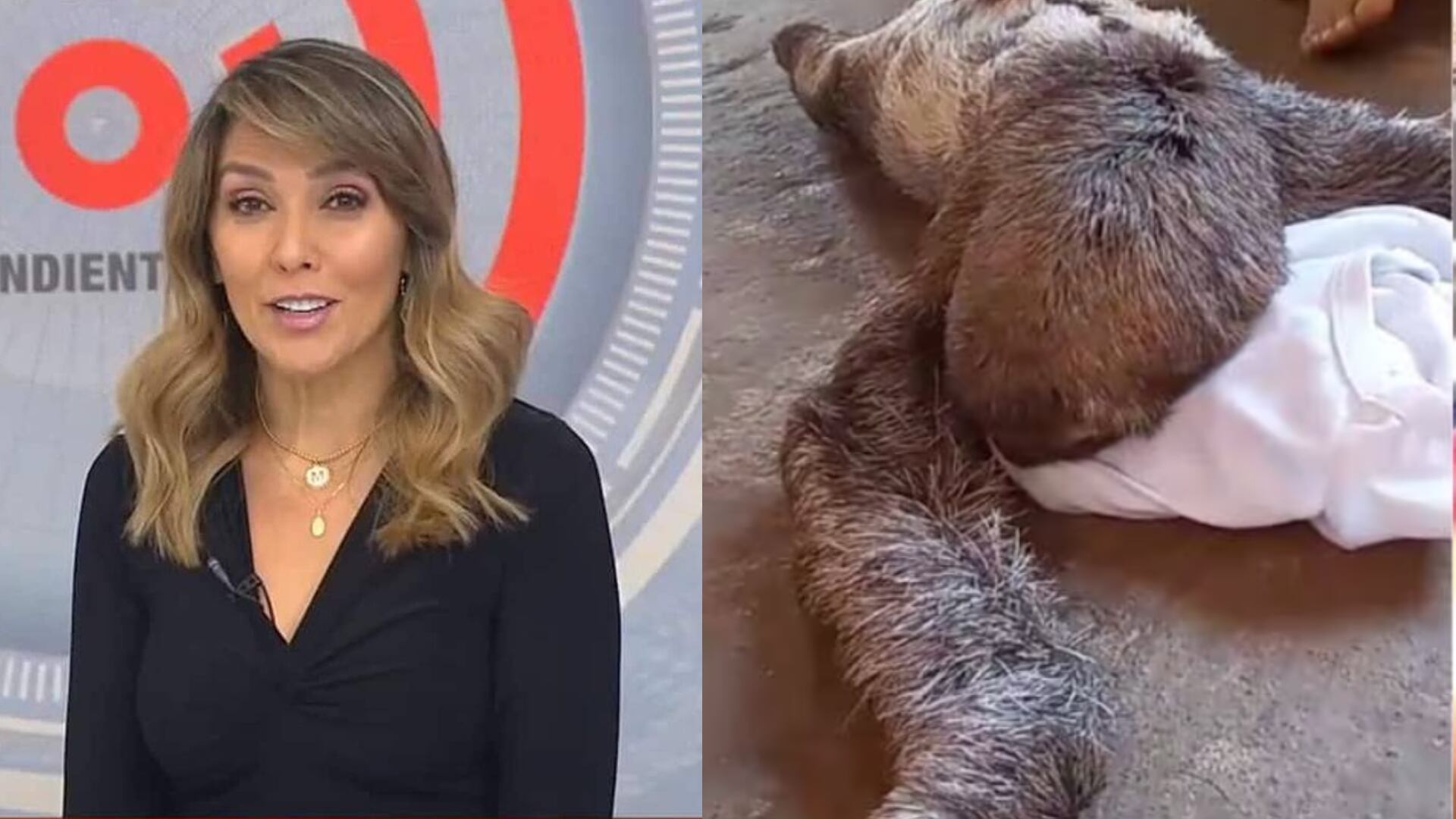 Mónica Rodríguez pidió a las autoridades dar captura a maltratador de oso perezoso