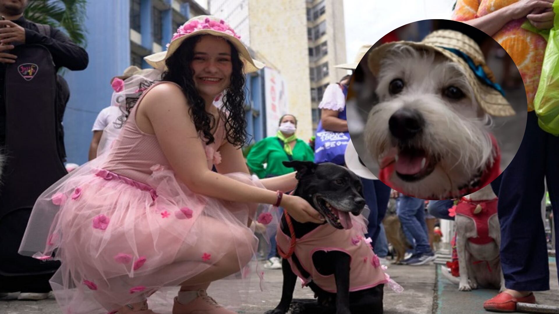 Ibagué recibirá el segundo Desfile Sanpedrino de MASCOTAS