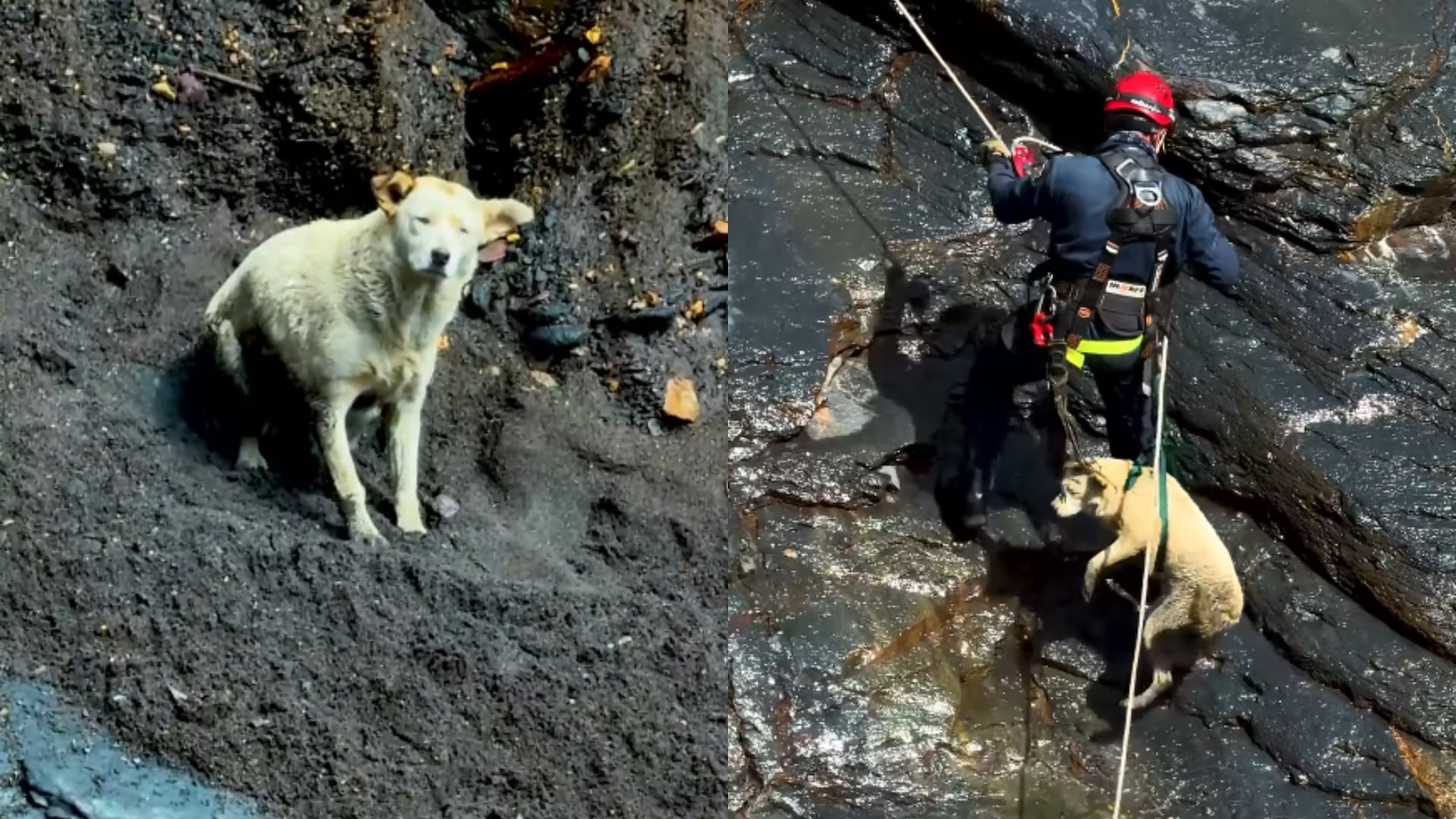 Rescate de perrita atrapada en un risco en Macanal, Boyacá.