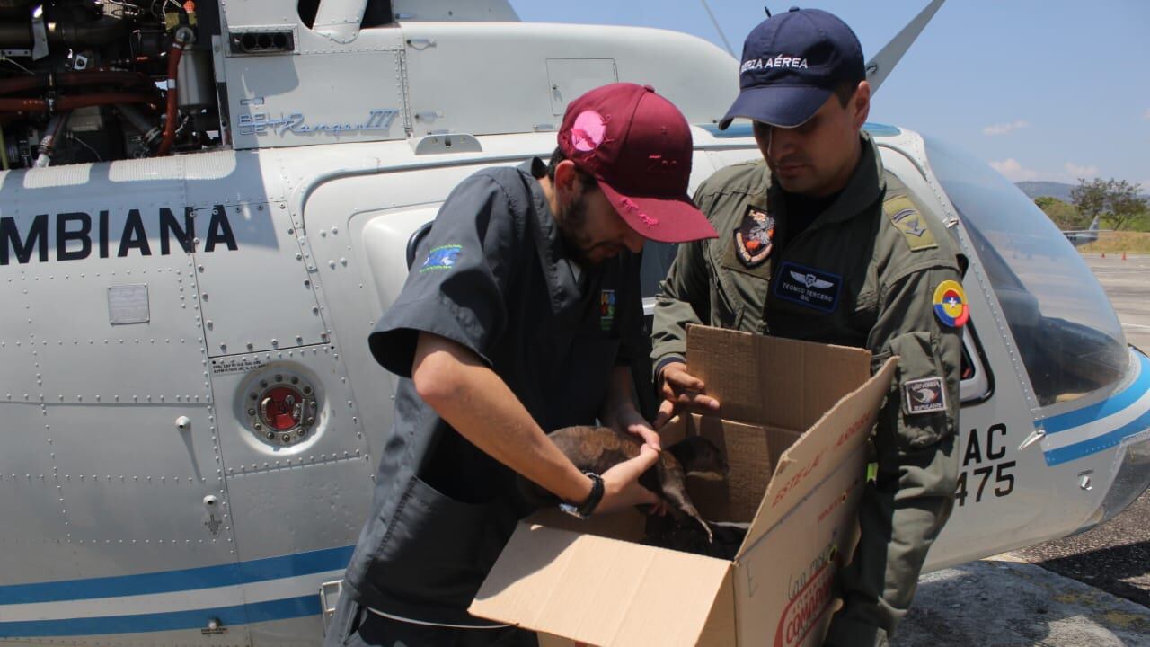 Rescataron nutria en Arauca y la llevaron a Cali.