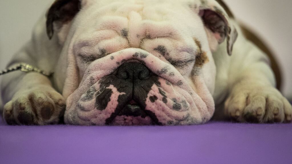 A bulldog rests before competing at the 141st Westminster Kennel Club Dog Show, February 13, 2017 in New York City. There are 2874 dogs entered in this show with a total entry of 2908 in 200 different breeds or varieties, including 23 obedience entries.