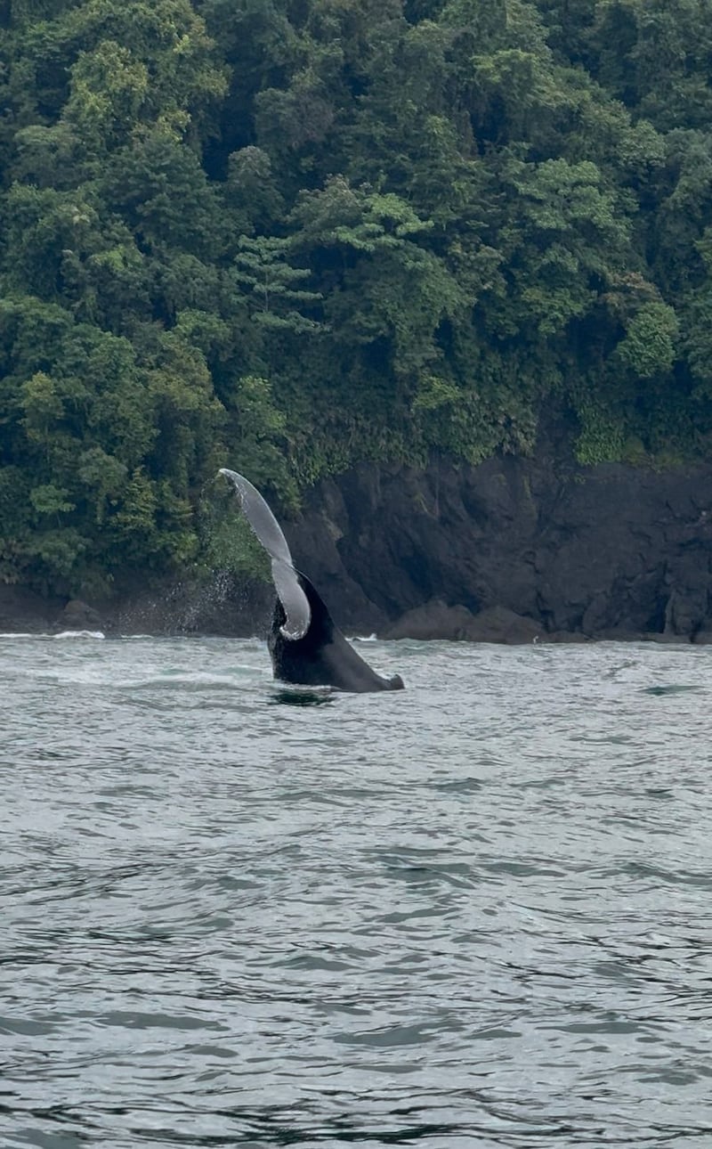 Avistamiento de Ballenas en Nuquí