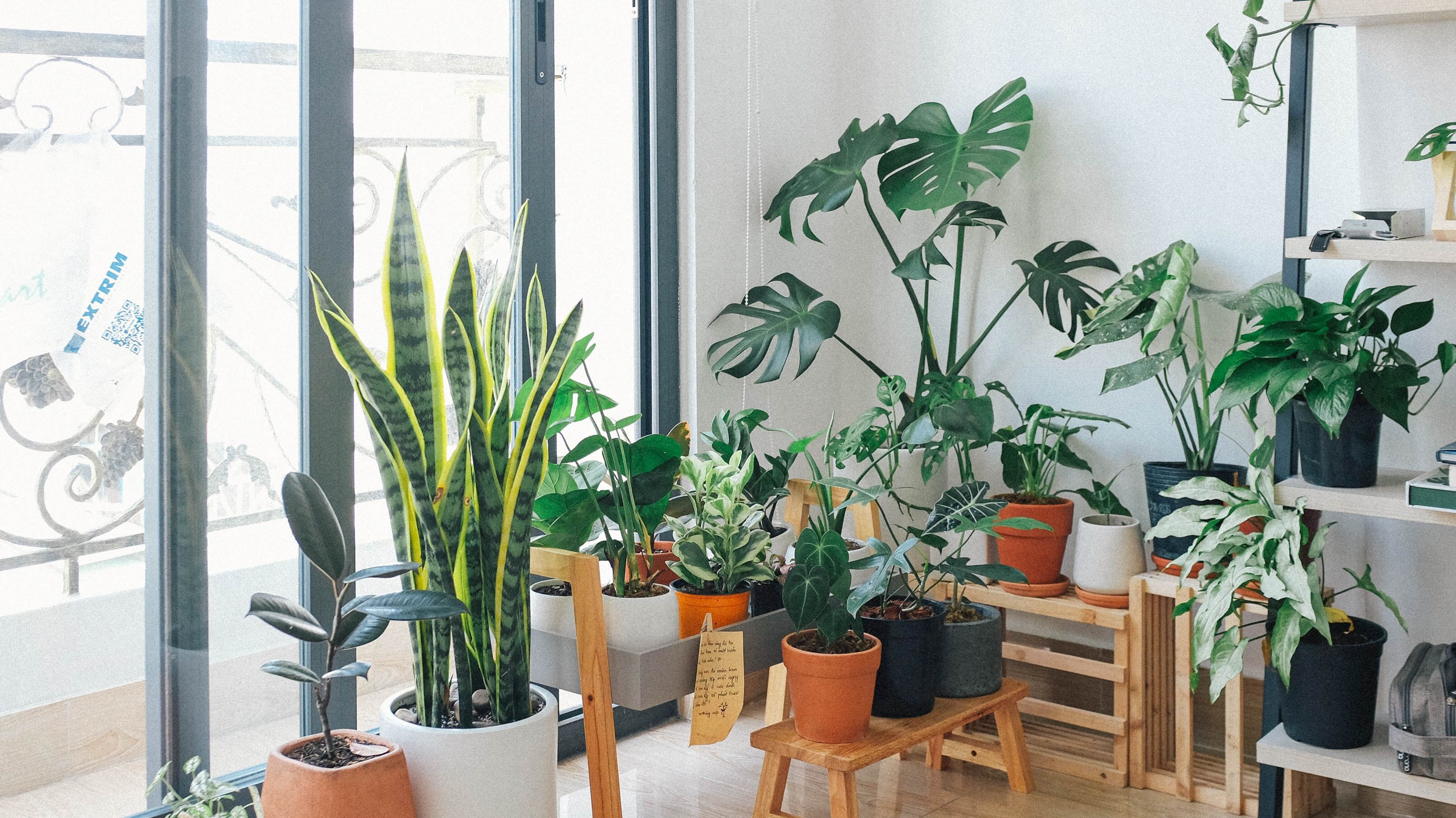 5 plantas que estão em alta na decoração