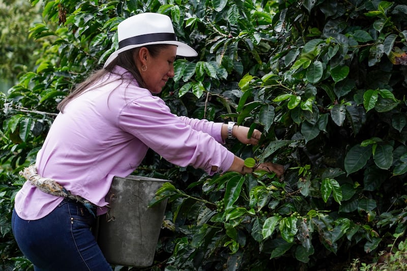 Agricultura regenerativa en cultivos de café en Antioquia