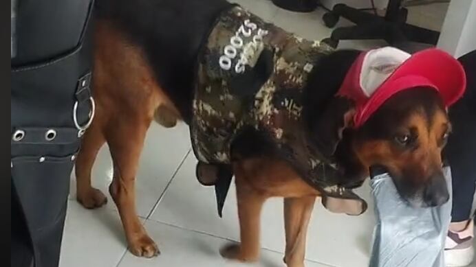 Perrito se vuelve tendencia por vender bolsas de basura en locales comerciales de Fusagasugá