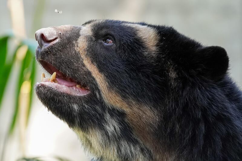 Oso andino en el Parque de la Conservación de Medellín