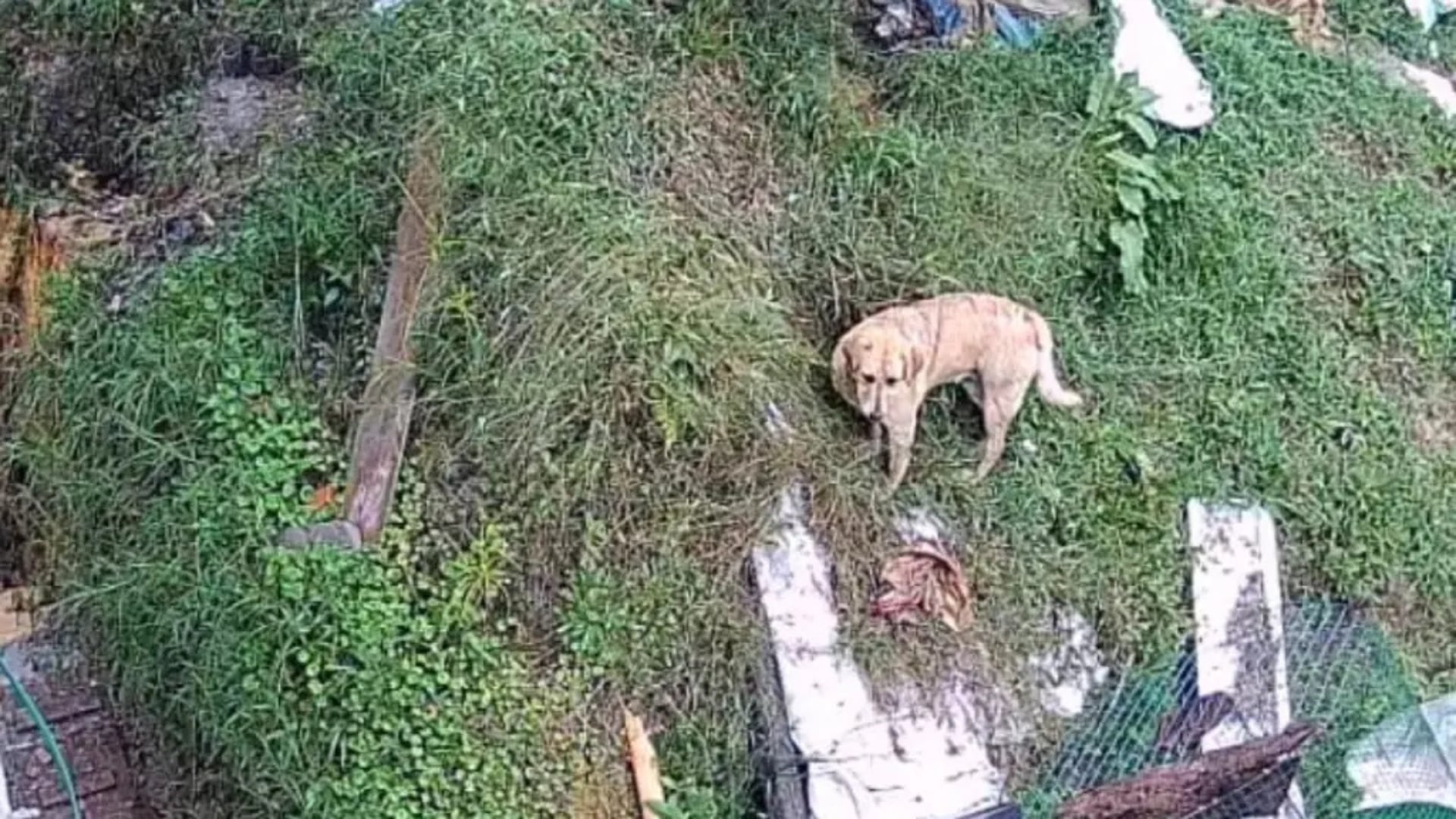 Perro en El Carmen de Viboral.