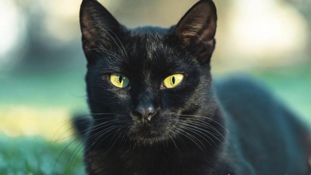 ¿Qué significa soñar con gatos? Son los guardianes del otro mundo