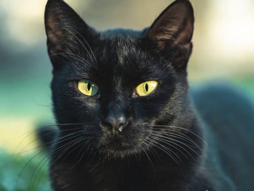 ¿Tiene gatos negros o blancos?: De esta manera los puede proteger para Halloween