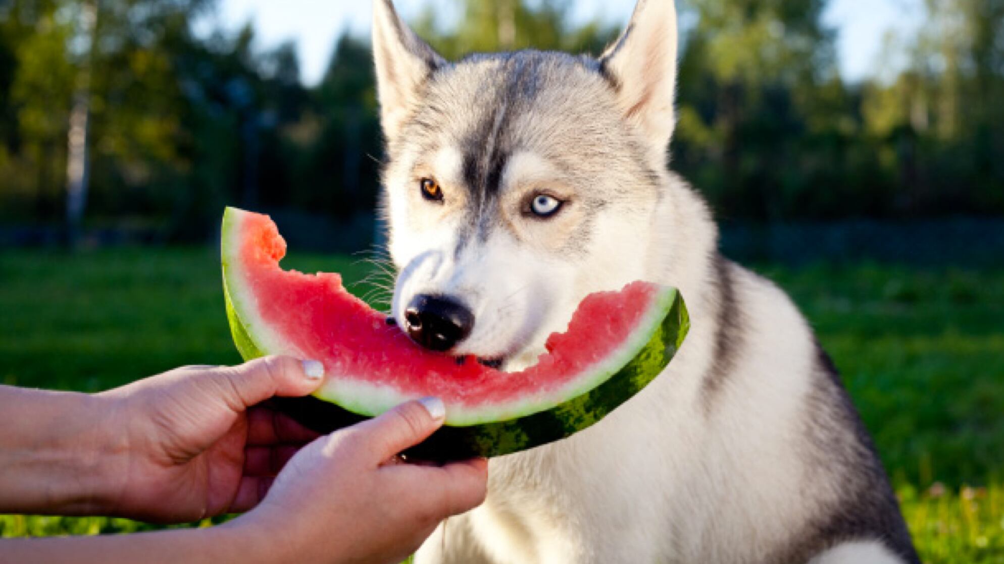 Qué frutas puede comer un perro