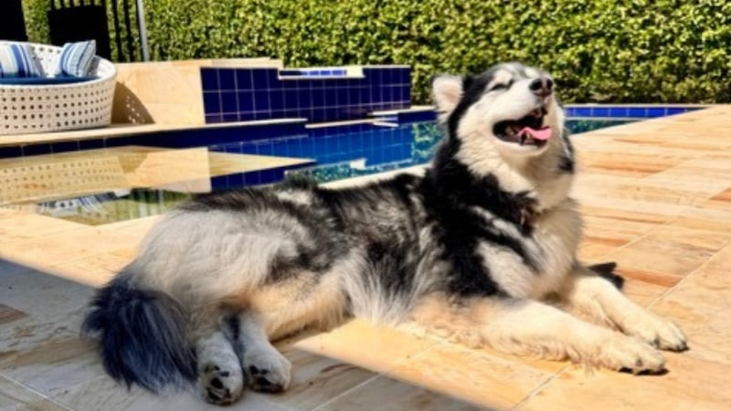 Nuevo brunch en Medellín al que puede ir con su mascota y usar la piscina