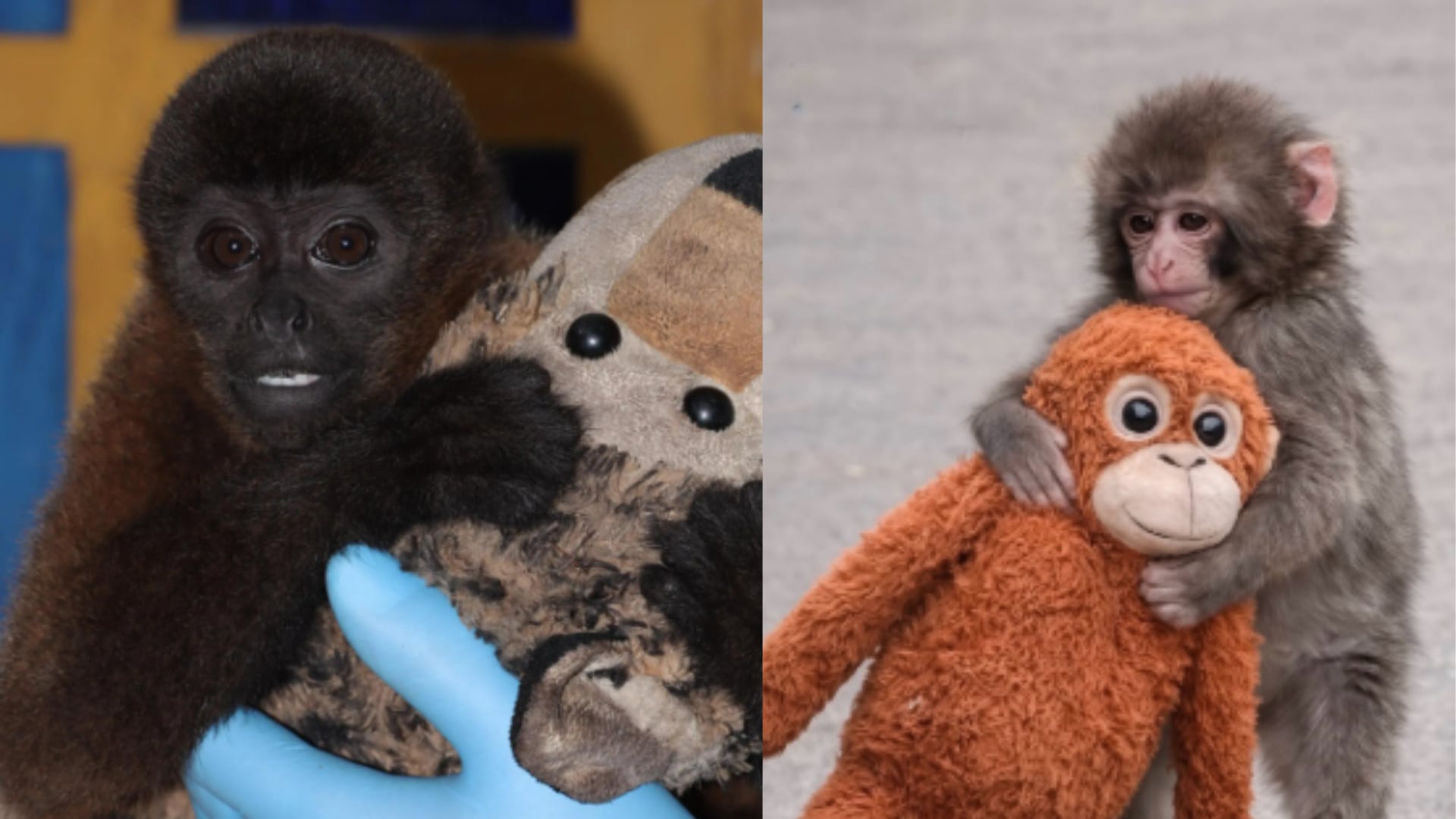 Puch colombiano se tomó en redes sociales