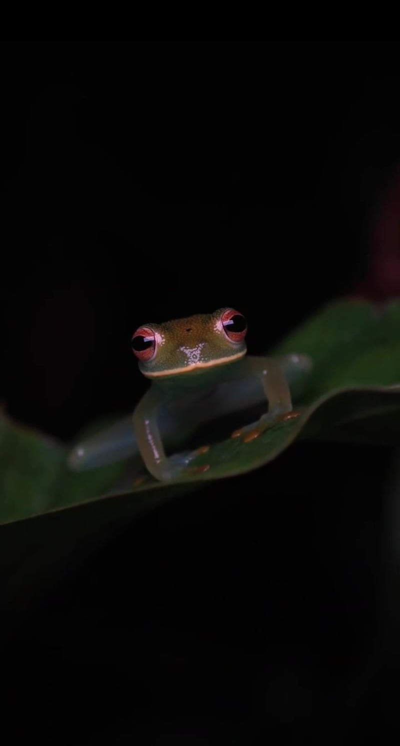 Rana de Cristal (Foto: @nuquiherping)