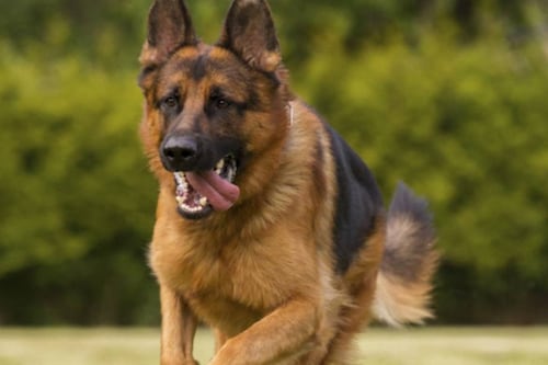 Halitosis canina, ¿qué es y cómo evitarla?