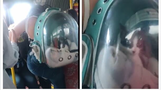 Video de mujeres que se pelearon por una silla con un gato en Transmilenio.
